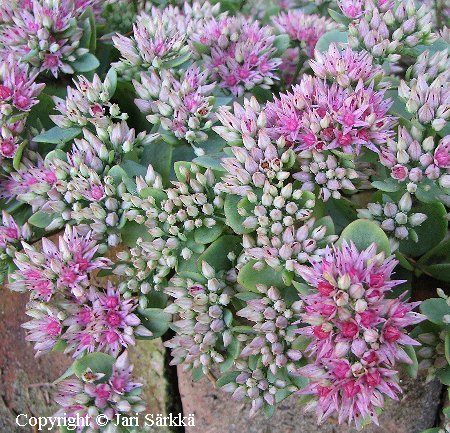 Sedum ewersii